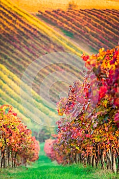 Castelvetro di Modena, vineyards in Autumn