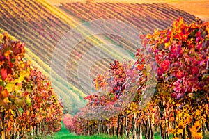 Castelvetro di Modena, vineyards in Autumn