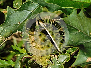 Caster-oil plant seed pod
