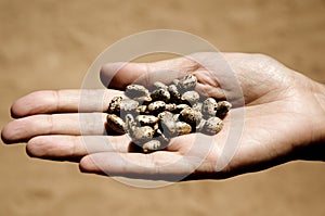 Caster Seeds in palm