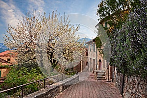 Castiglione d`Orcia, Siena, Tuscany, Italy: alley with tree and rosemary in bloom