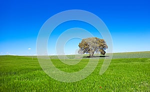 Castile La Mancha fields in Cuenca