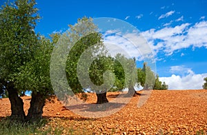 Castile La Mancha olive trees in Cuenca