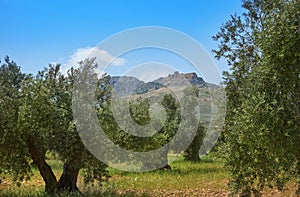 Castile La Mancha olive trees in Cuenca