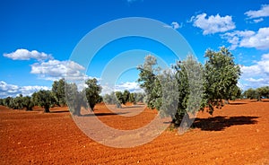 Castile La Mancha olive trees in Cuenca