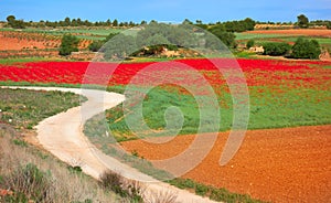 Castile La Mancha poppies fields Cuenca
