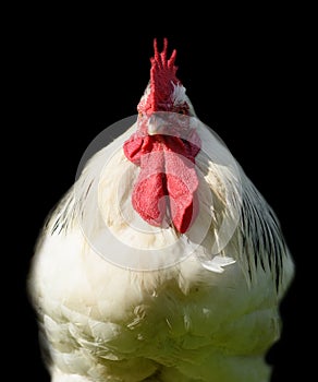 Castilian Black Chicken with Bright Red Crest, Isolated