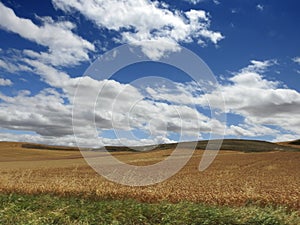 Castilian landscape of cereal fields