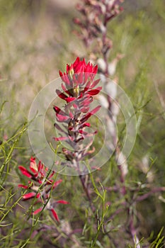 CASTILLEJA CHROMOSA BLOOM - JOSHUA TREE NP - 052220 D