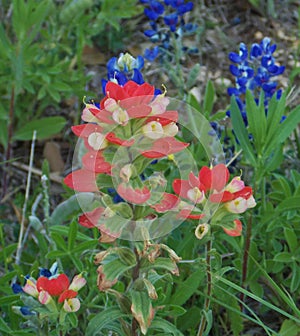 Castilleja indivisa, Texas Indian Paintbrush