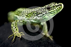 Castillian Rock Lizard Iberolacerta cyreni castilliana photo