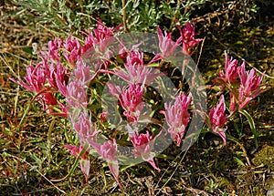 Castillo flowers in the tundra.