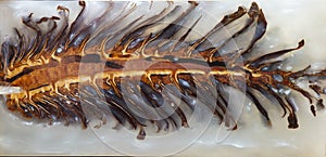 Casting epoxy resin Stabilizing pine cone white abstract art background, Texture of a wooden