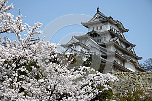 Castle among cherry blossoms