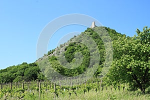 Castle Devicky on Palava behind wineyard