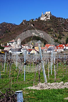 Castle of Durnstein with vineyard Austria, Europe