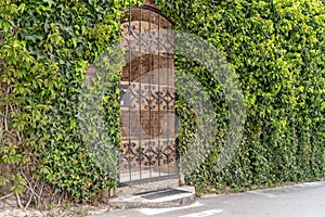 Castle gate arch with ivy. The arch of the castle gate is covered with green ivy. The entrance to the house is with iron