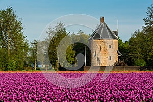 Castle Huys Dever with purplr field of tulips