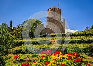 Castle of Kaysersberg with grapevines and flowers Kaysersberg Vi