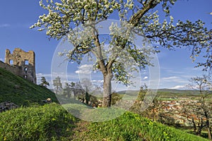 Blossoming cherry trees near the ruins of Divin castle