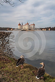 Castle Moritzburg near Dresden