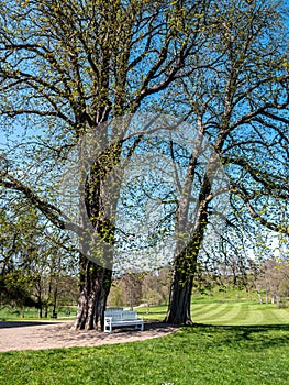 Castle park with oaks in Tiefurt near Weimar