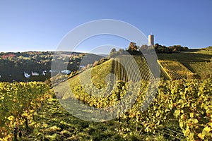 Castle Scharfstein in Kiedrich