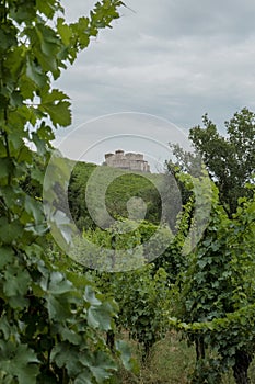 Castle Torrecchiara in Langhirano, Italy across vineyards. Rows of vineyards in region country. Winery, mine making indust