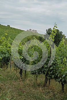 Castle Torrecchiara in Langhirano, Italy across vineyards. Rows of vineyards in region country. Winery, mine making industry