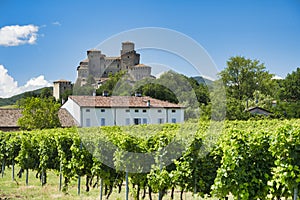 Castle of Torrechiara Italy and vineyard