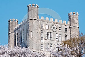 Castle tower with clock over blooming cherry trees