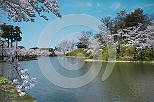 Castle view during cherry blossom