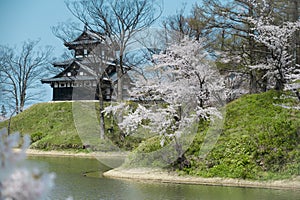 Castle view during cherry blossom