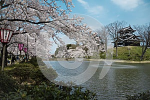 Castle view during cherry blossom