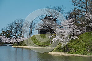 Castle view during cherry blossom