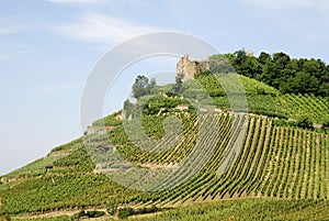 Castle on a vineyard