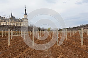 Castle and Vineyard in countryside