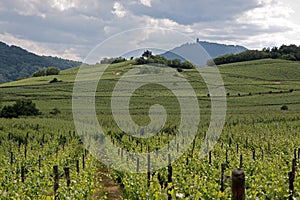 Castle and vineyard in spring time