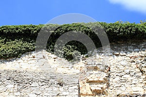 Castle wall overgrown by green plants