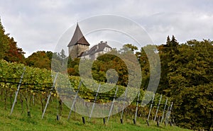 Castle Weinfelden in canton Thurgau, Switzerland surrounded by vineyards photo