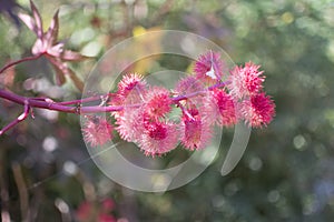 Castor bean flowers