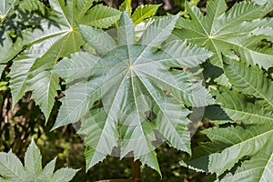 Castor Bean Leaf