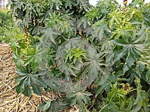 Castor Bean, Maple Weed