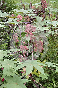 Castor bean plant foliage and fruits photo