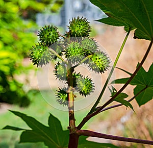 Castor Bean Plant Ricinus communis. Botanical Garden, Freiburg, Germany, Europe