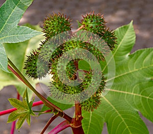 Castor Bean Plant Ricinus communis. Botanical Garden, Freiburg, Germany, Europe