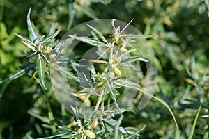Castor Bean Plant seeds