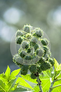 Castor bean