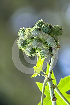 Castor bean