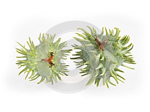 Castor bean plants - Ricinus communis